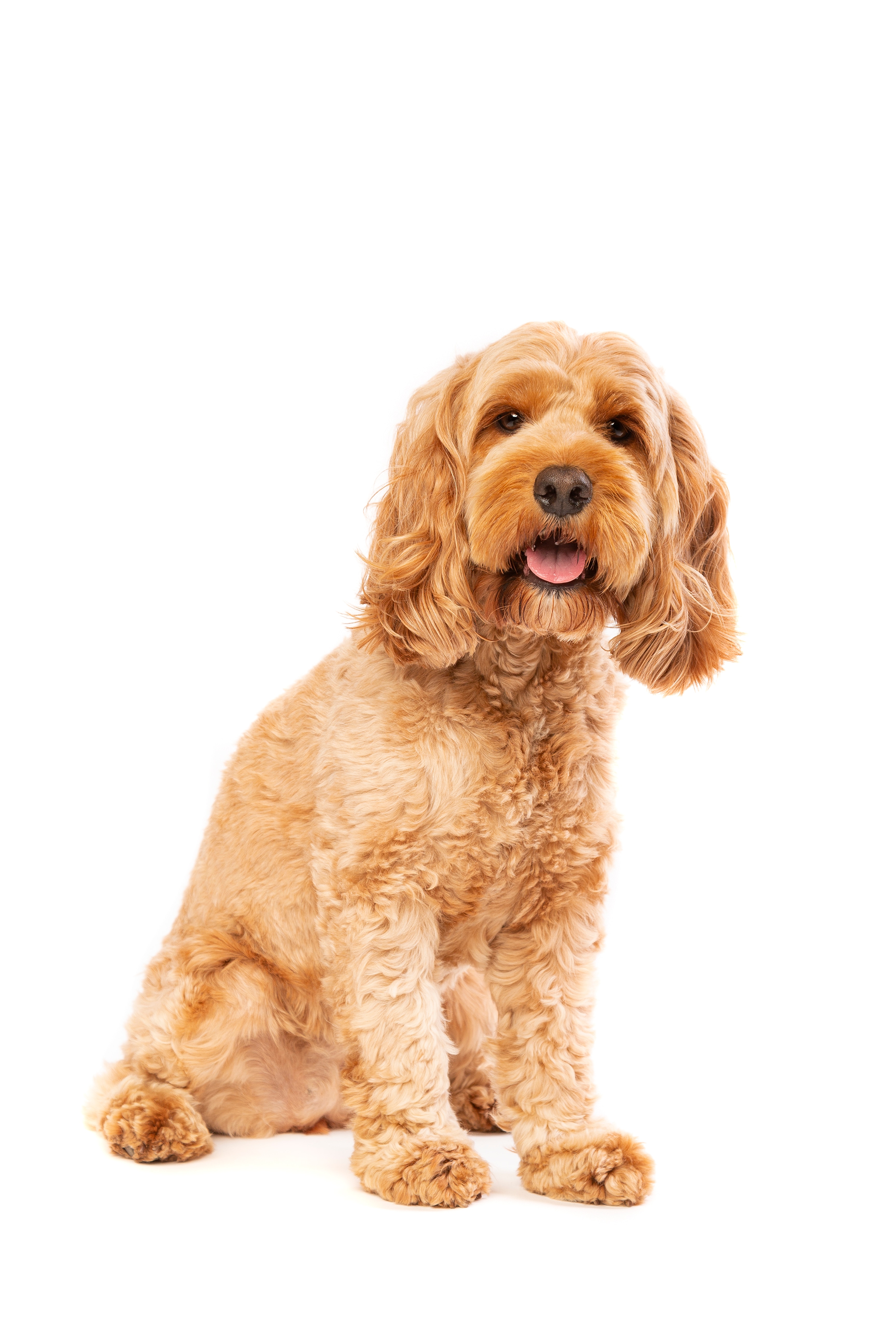 Cockapoo shops puppies for rehoming